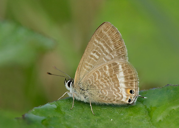 Long-tailed Blue Lampides boeticus