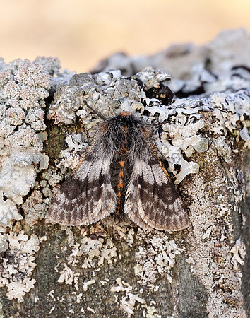70.249 BF1929 Rannoch Brindled Beauty Lycia lapponaria