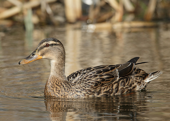 Mallard Anas platyrhynchos