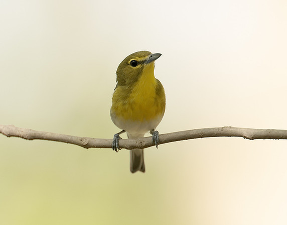 Yellow-throated Vireo Vireo flavifrons