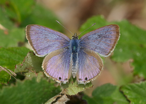 Long-tailed Blue Lampides boeticus