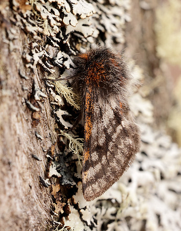 70.249 BF1929 Rannoch Brindled Beauty Lycia lapponaria