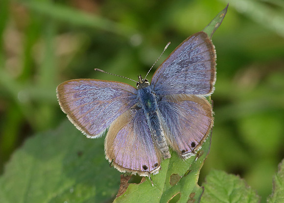 Long-tailed Blue Lampides boeticus
