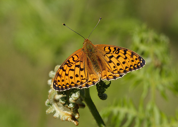Dark Green fritillary Argynnis aglaja