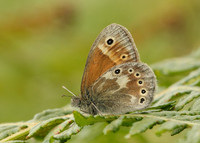 Large Heath Coenonympha tullia davus