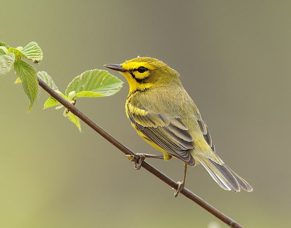 Prairie Warbler Setophaga discolor
