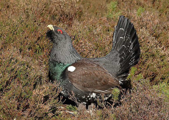Capercaillie Tetrao urogallus