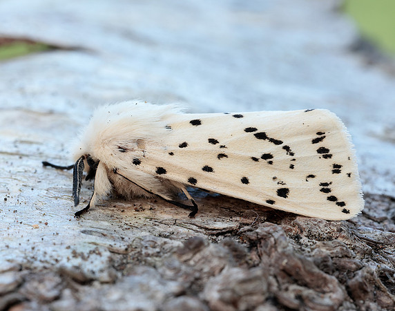 72.020 BF2060 White Ermine Spilosoma lubricipeda