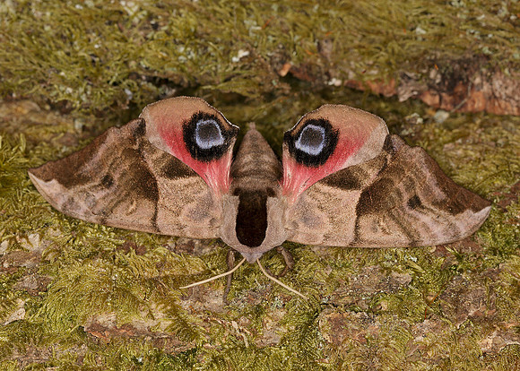 69.002 BF1980 Eyed Hawk-moth Smerinthus ocellata
