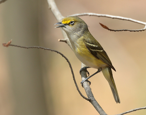 White-eyed Vireo Vireo griseus