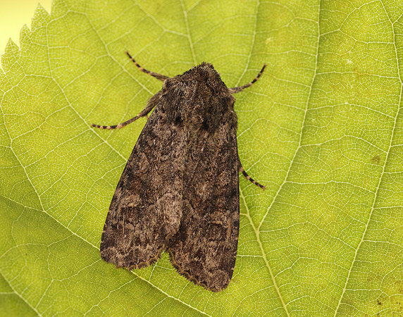 73.154 BF2330 Dusky Brocade Apamea remissa