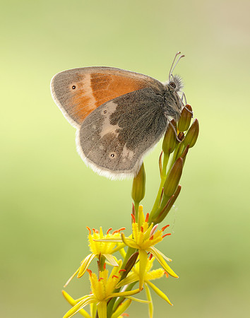 Large Heath scotica Coenonympha tullia scotica