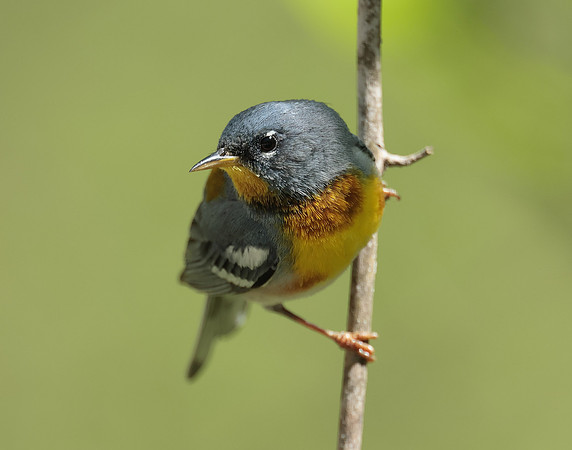 Northern Parula