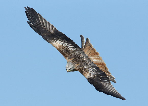 Red Kite Milvus milvus