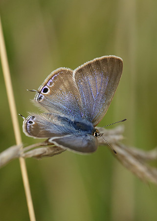 Long-tailed Blue Lampides boeticus