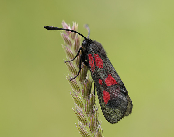 54.007 BF168 New Forest Burnet Zygaena viciae