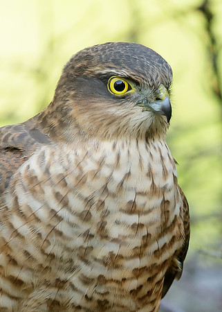Sparrowhawk Accipiter nisus