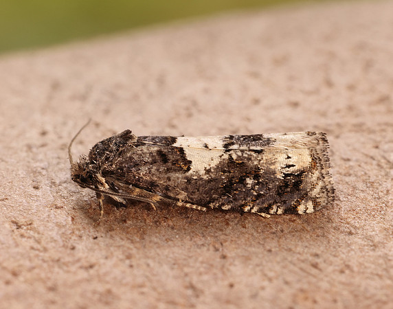 49.285 BF1184 Epiblema scutulana