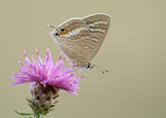 Long-tailed Blue Lampides boeticus