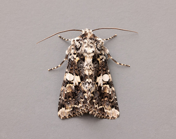 73.283 BF2171 Marbled Coronet Hadena confusa