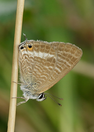 Long-tailed Blue Lampides boeticus