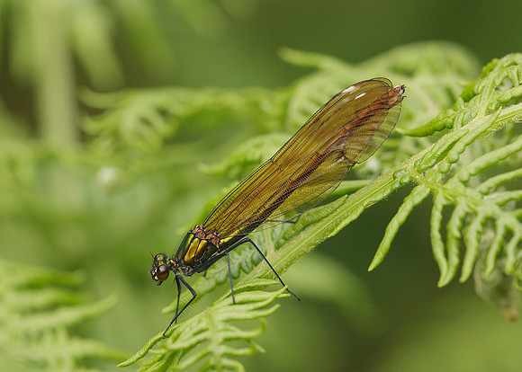 Beautiful Demoiselle Calopteryx virgo