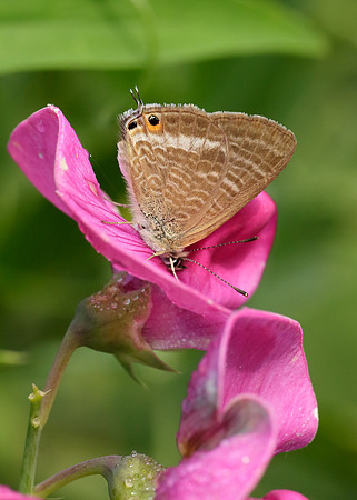 Long-tailed Blue Lampides boeticus