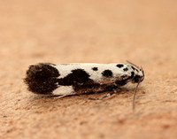33.002 BF719 Ethmia quadrillella