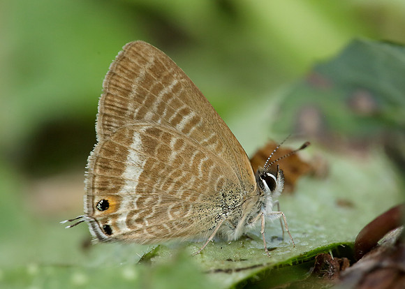 Long-tailed Blue Lampides boeticus