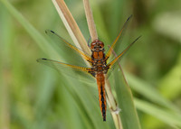 Scarce Chaser Libellula fulva