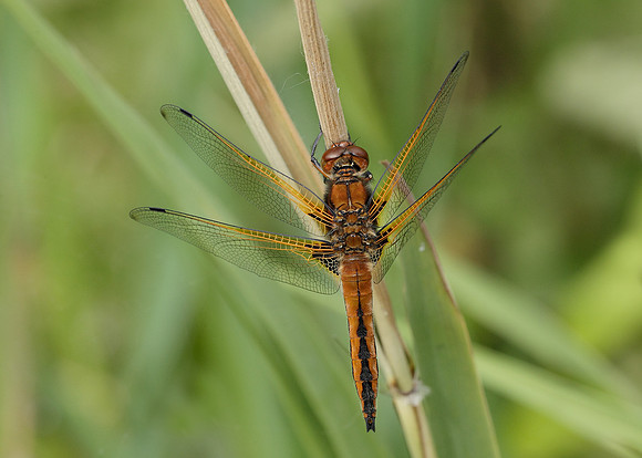 Scarce Chaser Libellula fulva