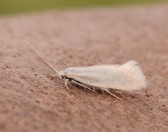 38.004 BF610 Elachista argentella