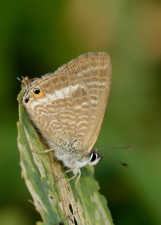 Long-tailed Blue Lampides boeticus