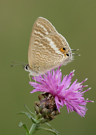 Long-tailed Blue Lampides boeticus