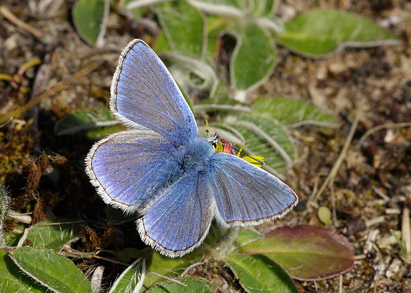 Common Blue Polyommatus icarus