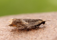 49.214 BF1126 Ancylis badiana
