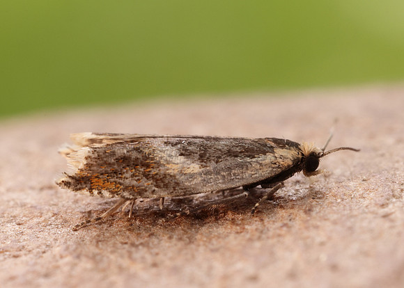 49.214 BF1126 Ancylis badiana