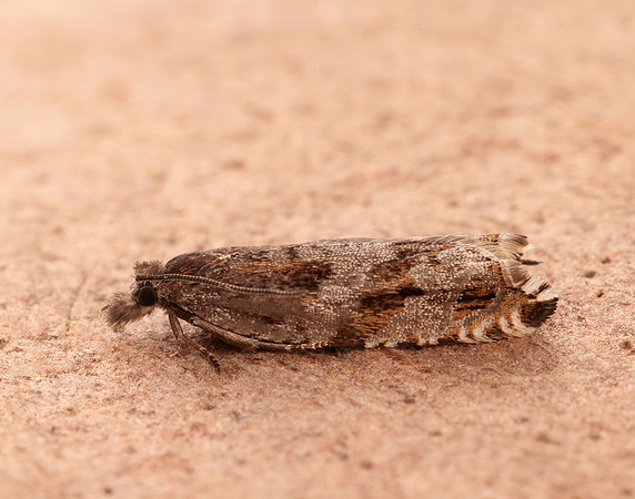49.201 BF1117 Ancylis unguicella