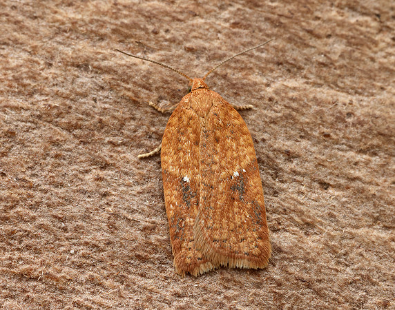 49.084 BF1045 Acleris notana_ferrugana