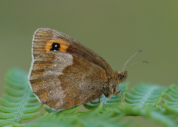 Scotch Argus Erebia aethiops