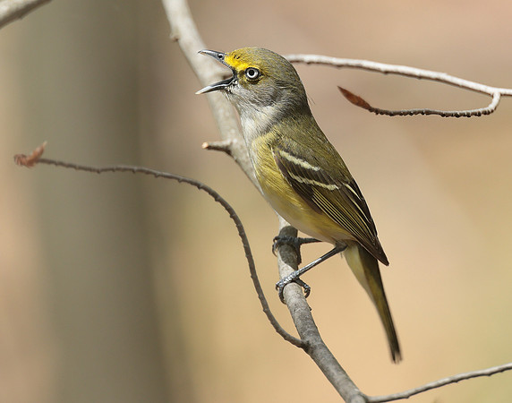 White-eyed Vireo Vireo griseus