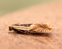 49.214 BF1126 Ancylis badiana