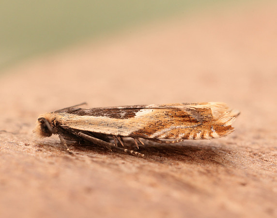 49.214 BF1126 Ancylis badiana