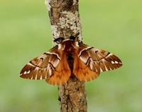 67.001 BF1644 Kentish Glory Endromis versicolora