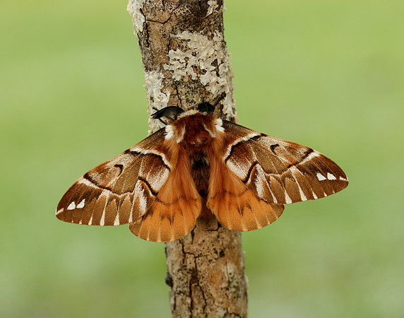 67.001 BF1644 Kentish Glory Endromis versicolora