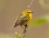 Prairie Warbler Setophaga discolor