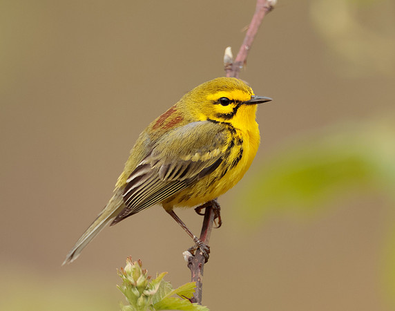 Prairie Warbler Setophaga discolor