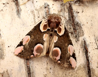 65.008 BF1652 Peach Blossom Thyatira batis