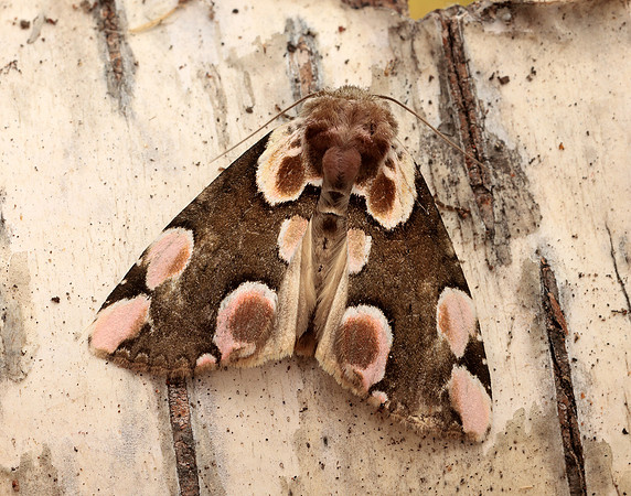 65.008 BF1652 Peach Blossom Thyatira batis