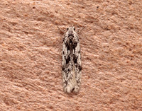 35.151 BF770 Carpatolechia proximella